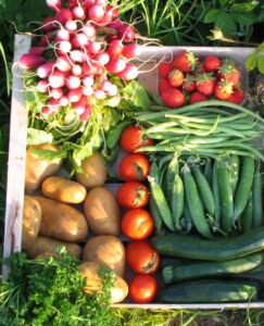 Cagette de fruits et légumes : radis, pommes de terre, tomates, haricots verts, courgettes... 